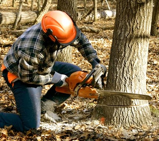 Tree Removal in Newcastle, UT